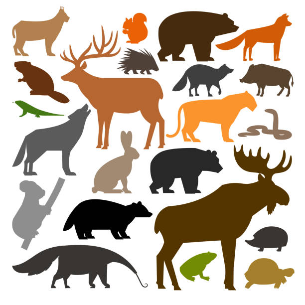 bildbanksillustrationer, clip art samt tecknat material och ikoner med set of colored silhouettes of forest wild animals - älg