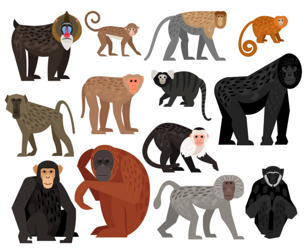 schönes großes vektor-set mit verschiedenen niedlichen affen - makake stock-grafiken, -clipart, -cartoons und -symbole