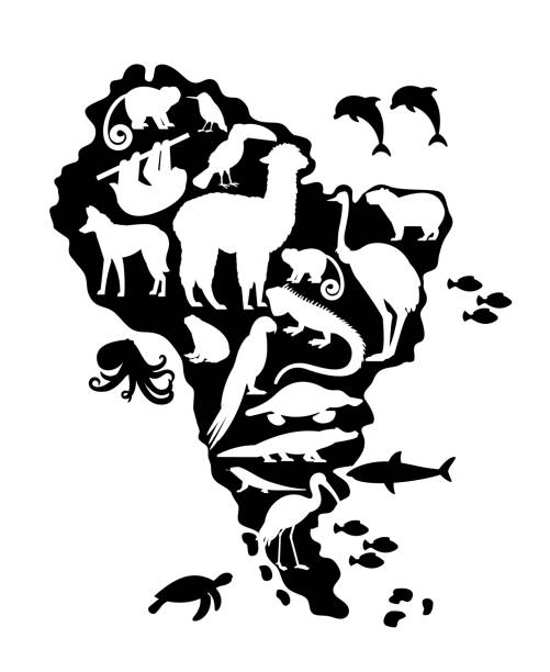 illustrations, cliparts, dessins animés et icônes de silhouettes d’animaux sauvages sur la carte de l’amérique du sud - loup à crinière