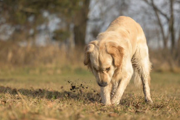 A labrador retriever dog is digging a hole in a meadow.