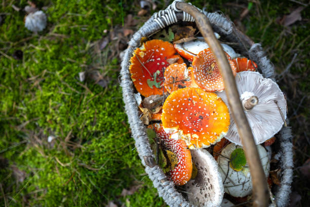 agarics de mouche rouge dans un panier dans la forêt, cueillette de champignons pour le microdosage, médecine populaire - mushroom fly agaric mushroom photograph toadstool photos et images de collection