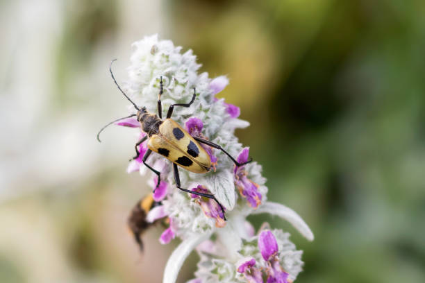 バーベルの家族からのカブトムシ "四斑点パキータ"は、植物の花序に座っています, クローズアップ. - paquita ストックフォトと画像