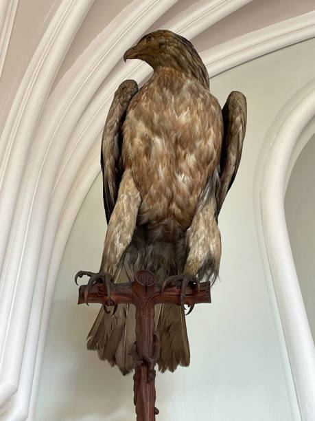 águia, ave de rapina - artificial wing wing eagle bird - fotografias e filmes do acervo