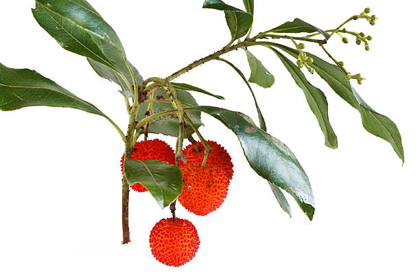 bunch of arbutus stock photo