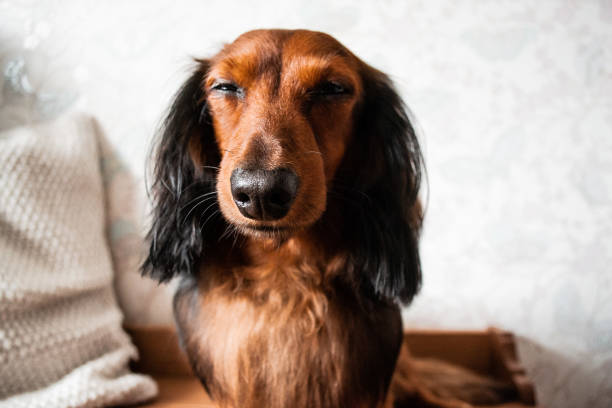 ritratto di un bassotto dai capelli lunghi ben curato di colore rosso e nero, occhi ristretti, naso adorabile - dachshund foto e immagini stock