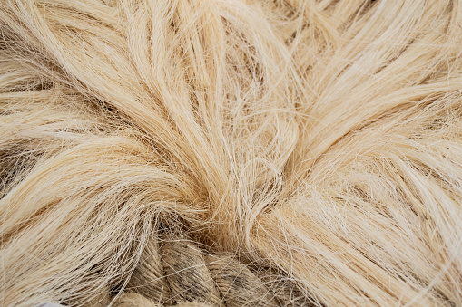 Close-up of a white sisal fiber, part of which is woven into a rope.