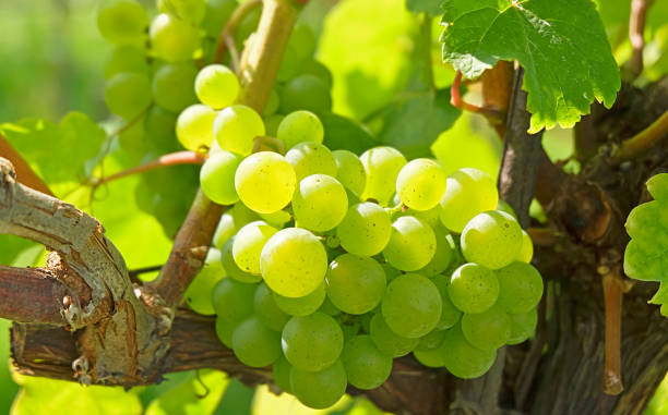 istock Juicy ripe grapes in the vineyard 1340240685