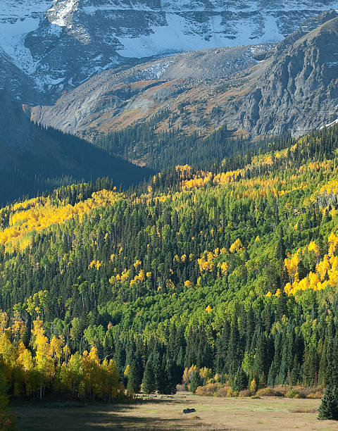 Colorado Mountain meadow stock photo