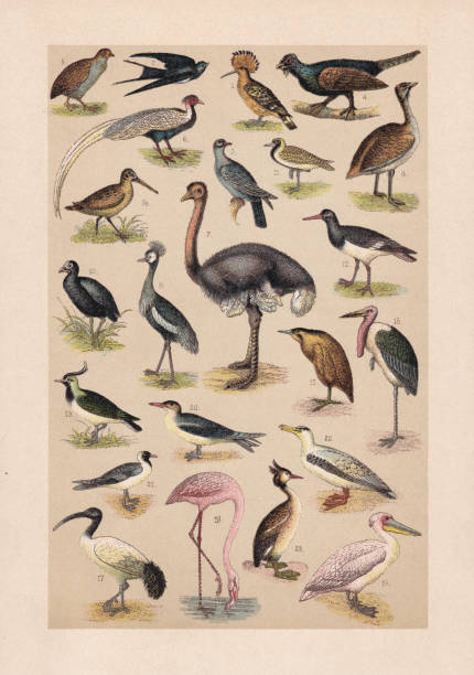 Birds, chromolithograph, published in 1889 Birds: 1) Hoopoe (Upupa epops); 2) Barn swallow (Hirundo rustica); 3) Common wood pigeon (Columba palumbus); 4) Western capercaillie, male (Tetrao urogallus); 5) Common quail (Coturnix coturnix); 6) Silver pheasant (Lophura nycthemera); 7) Common ostrich (Struthio camelus); 8) Great bustard (Otis tarda); 9) Demoiselle crane (Anthropoides virgo, or Grus virgo); 10) Eurasian coot (Fulica atra); 11) European golden plover (Pluvialis apricaria); 12) Eurasian oystercatcher (Haematopus ostralegus); 13) Northern lapwing (Vanellus vanellus); 14) Eurasian woodcock (Scolopax rusticola); 15) Eurasian bittern (Botaurus stellaris); 16) Marabou stork (Leptoptilos crumeniferus); 17) African sacred ibis (Threskiornis aethiopicus); 18) Greater flamingo (Phoenicopterus roseus); 19) Great white pelican (Pelecanus onocrotalus); 20) Common tern (Sterna hirundo); 21) Black-headed gull (Chroicocephalus ridibundus); 22) Wandering albatross (Diomedea exulans); 23) Great crested grebe (Podiceps cristatus). Chromolithograph, published in 1889. wader bird stock illustrations