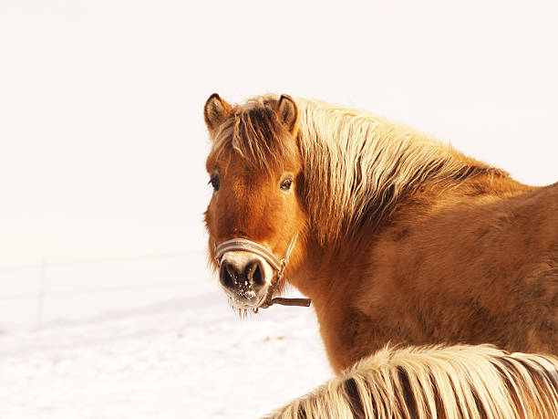 istock horse in winter season 134024219