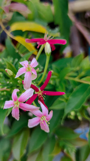 istock Pink and purple flowers 1340244315