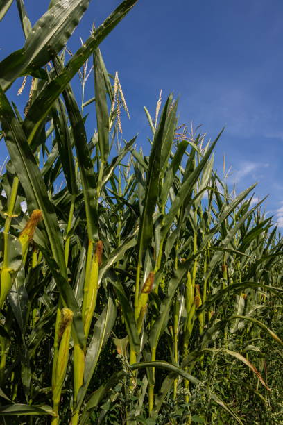 istock Corn on the stalk in the field 1340244469