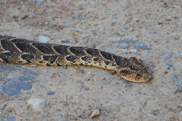 istock puff adder, Bitis arietans, Flower Valley, Gansbaai, South Africa 1340244520