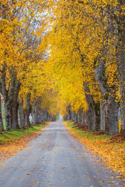 istock Empty tree avenue with autumn colours on the trees 1340244696