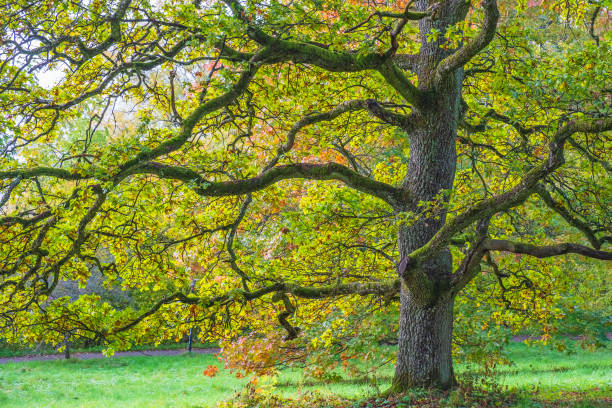 istock Old beautiful Oak tree in autumn on a meadow 1340244705