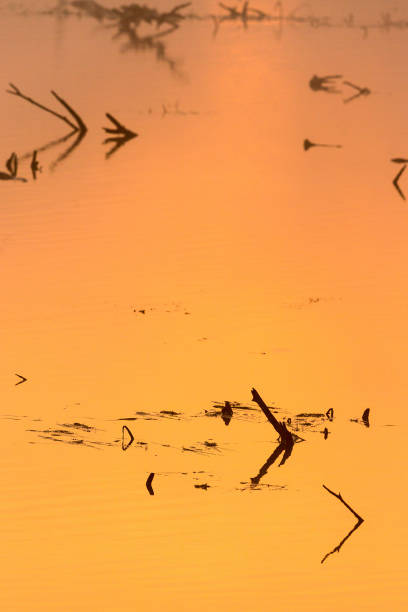 istock Dawn reflections in the lake 1340245342