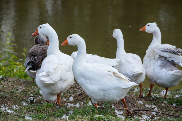 istock Domestic geese on a walk through the meadow 1340245553