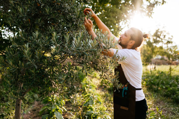 istock Young man handpicking ripe olives from olive tree 1340246387