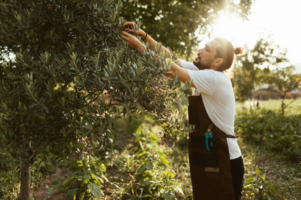 istock Young man handpicking ripe olives from olive tree 1340246431