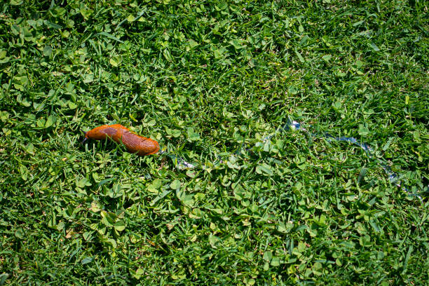 Red slug (Arion rufus) moving through the green grass. stock photo