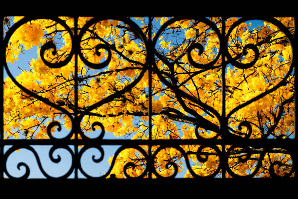 Ipê-yellow tree, blooming, behind the gate. Handroanthus albus, the golden trumpet tree, is a tree with yellow flowers native to Argentina, Paraguay, Bolivia and Brazil.