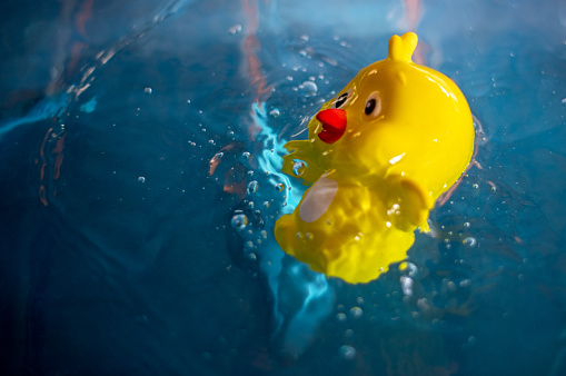 Rubber chick in water after child showers.