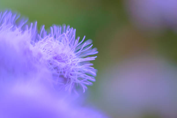 istock Floral background in violet color. Photo blurry 1340247066