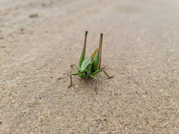 cavalletta verde a terra nel primo piano. - cricket locust grasshopper insect foto e immagini stock