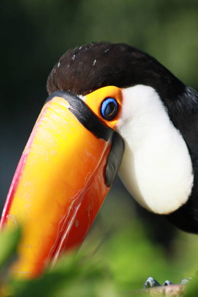 istock toucan - animal - wildlife - bird 1340248139