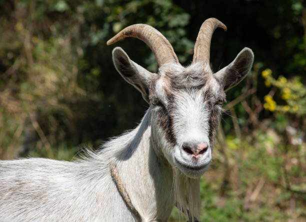 istock Grey goat at the pasture at the sunny summer 1340248439
