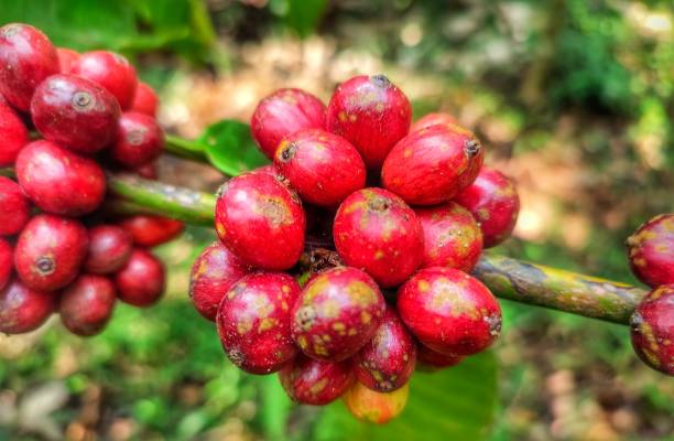 las cerezas de café que son densas en los tallos son rojas, listas para ser cosechadas. - kona coffee fotografías e imágenes de stock