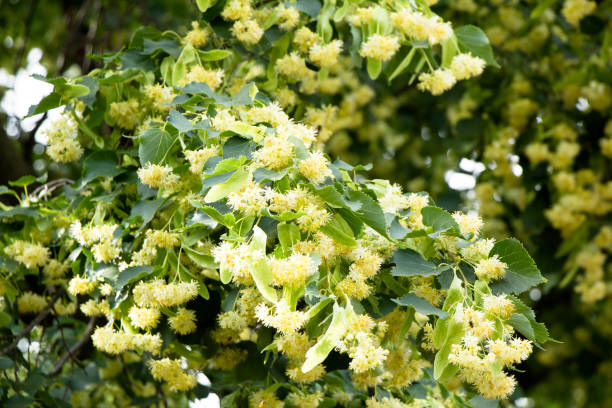 istock Linden tree blossoms in summer Ukraine 1340249100