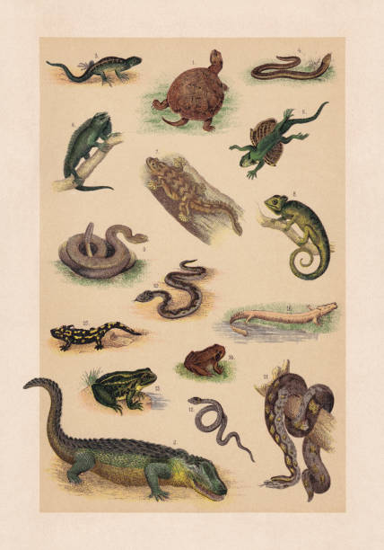ilustraciones, imágenes clip art, dibujos animados e iconos de stock de reptiles; cromolitografía, publicada en 1889 - european adder illustrations