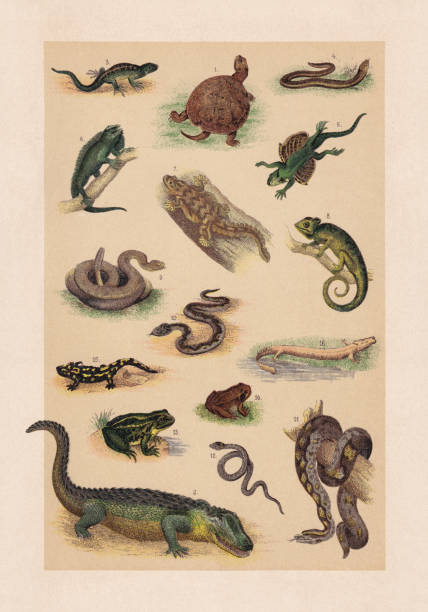 illustrations, cliparts, dessins animés et icônes de reptiles; chromolithographie, publié en 1889 - european adder illustrations