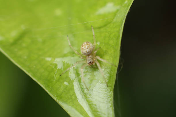 istock Light yellow color spider sitting on wet leaf 1340258452