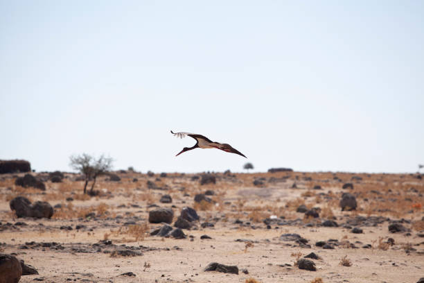 istock Black stork flying in the air 1340258748