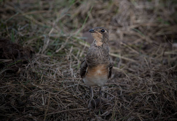 istock Glareola maldivarum He hadn't grown up while standing on the hay. 1340259047