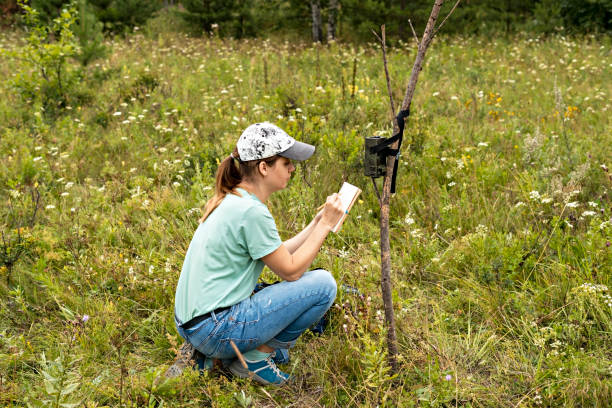 молодая женщина-ученый-зоолог записывал данные с камеры-ловушки в блокнот, наблюдала за дикими животными в таежном лесу заповедника, монит� - nature animal themes wildlife outdoors стоковые фото и изображения
