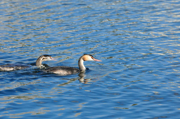 istock An adult bird with a grown chick. 1340260869