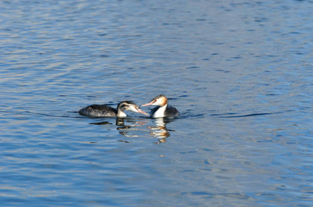 istock An adult bird with a grown chick. 1340260871