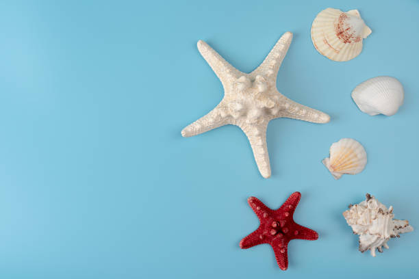 istock Starfish, seashells on a light blue background. Sea souvenirs 1340261193