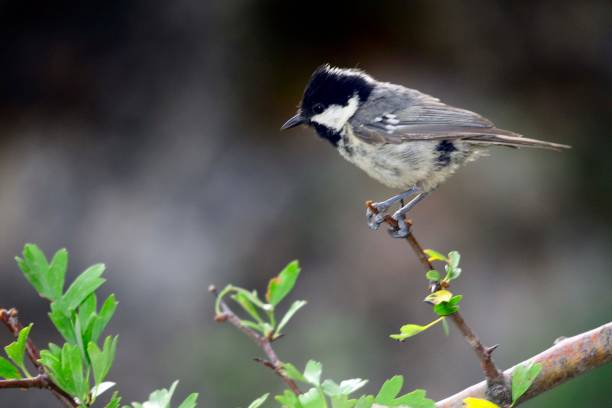 istock Birds in freedom and in their environment. 1340261919
