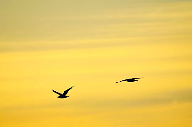 istock Birds in freedom and in their environment. 1340261927