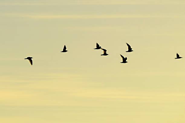 istock Birds in freedom and in their environment. 1340261929