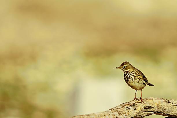 istock Birds in freedom and in their environment. 1340261967