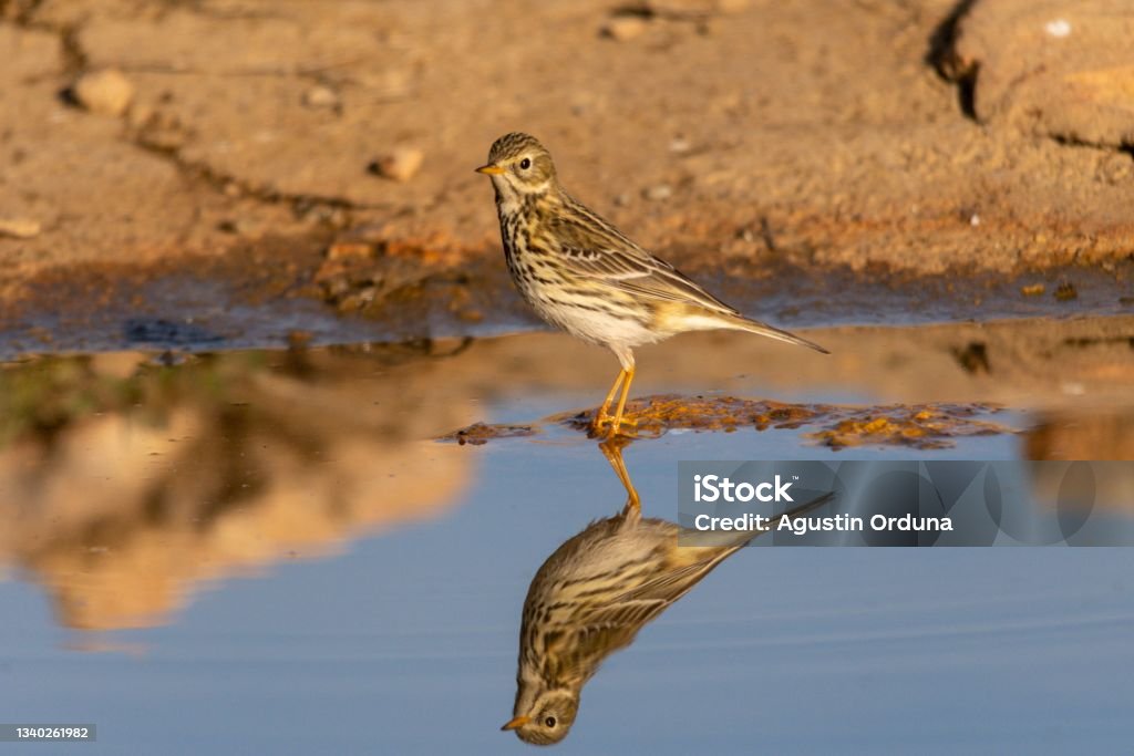 Birds in freedom and in their environment. Anthus pratensis - Pipit pratense or common pipit, a species of passerine bird of the Motacillidae family. Agua Volcano Stock Photo