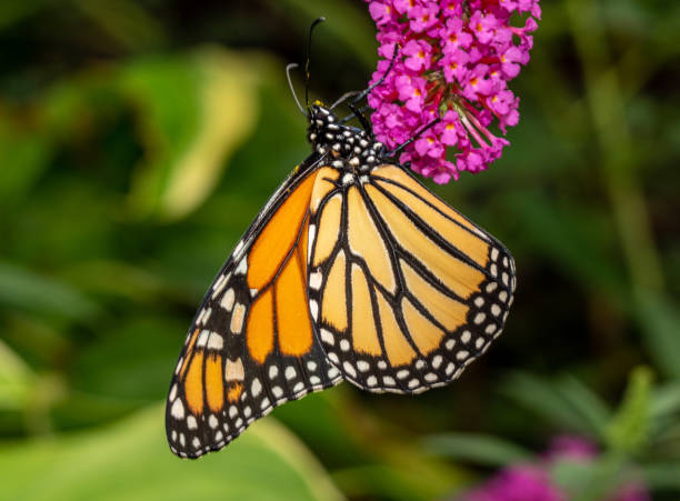 istock Beautiful Monarch butterfly feeding in garden 1340262119