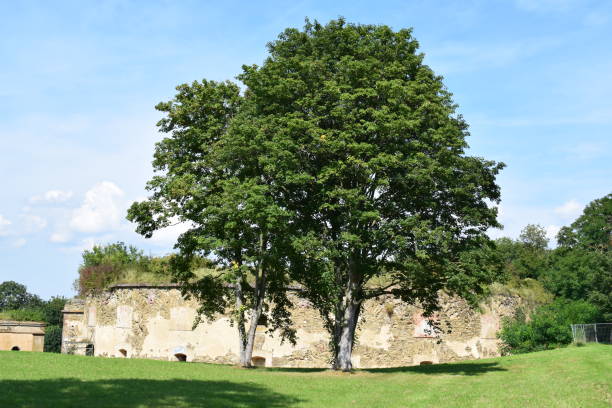 istock big tree in front of a military Fort ruin 1340262122