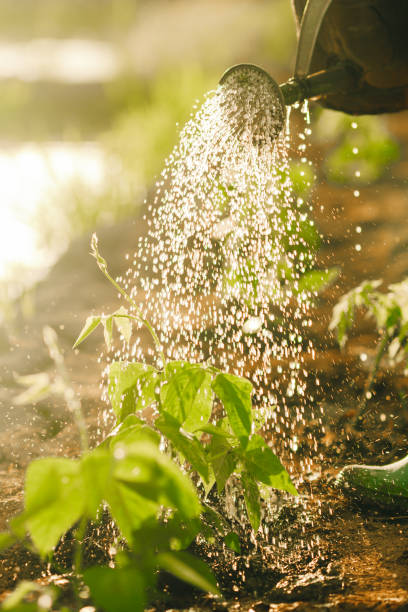 istock Watering the tree in sunny background 1340262184