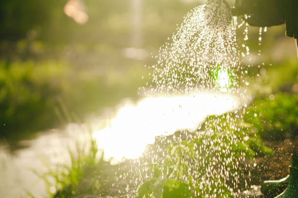 Close-up of a barrel and bucket of water in the garden for watering the plants.